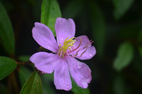 purple flower, Singapore